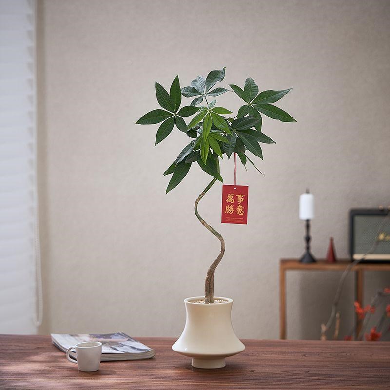 造型发财树盆栽室内客厅办公室桌面绿植花卉植物四季常青好养活