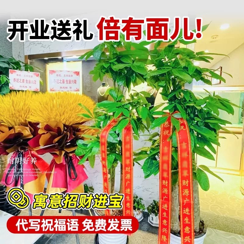 深圳发财树室内客厅办公室招财乔迁新居绿植大型植物盆栽同城配送