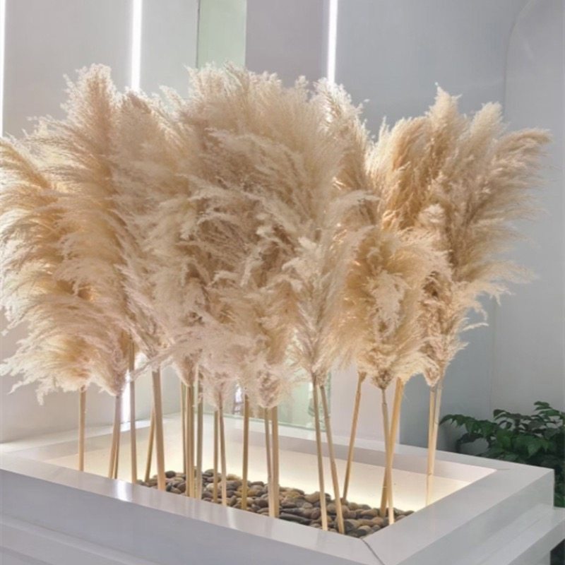 天然芦苇干燥花风干真花北欧风落地装饰拍摄道具婚礼布置粉色大芦,家居饰品,干花/花瓣/干花包/干树枝,淘宝优惠券,粉丝福利购,淘宝优惠卷