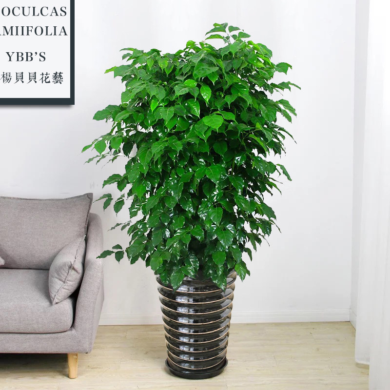 大型绿植绿宝丛生独干幸福树平安树客厅办公室盆栽观叶盆景菜豆树,鲜花速递/花卉仿真/绿植园艺,大型绿植/成品组合盆栽,淘宝优惠券,粉丝福利购,淘宝优惠卷