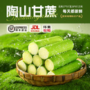 皮薄多汁 手撕绿皮甘蔗 陶山甘蔗 新鲜孕妇水果现砍现发青皮果蔗