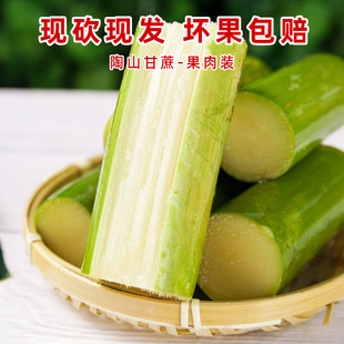 陶山甘蔗新鲜孕妇水果现砍现发青皮果蔗 手撕绿皮甘蔗 去节果肉装