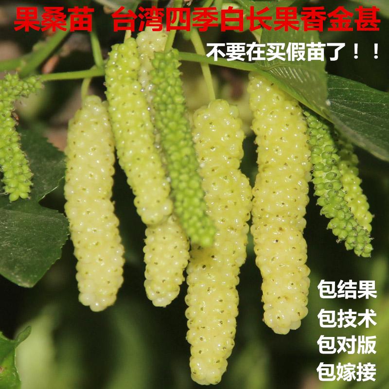 香金蜜长白桑金香葚白色长果桑新品种果桑苗特香桑椹桑果苗果树苗