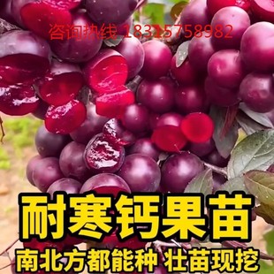 高钙果树苗超甜大果新品种欧李钙果苗盆栽地栽南北方种植当年结果