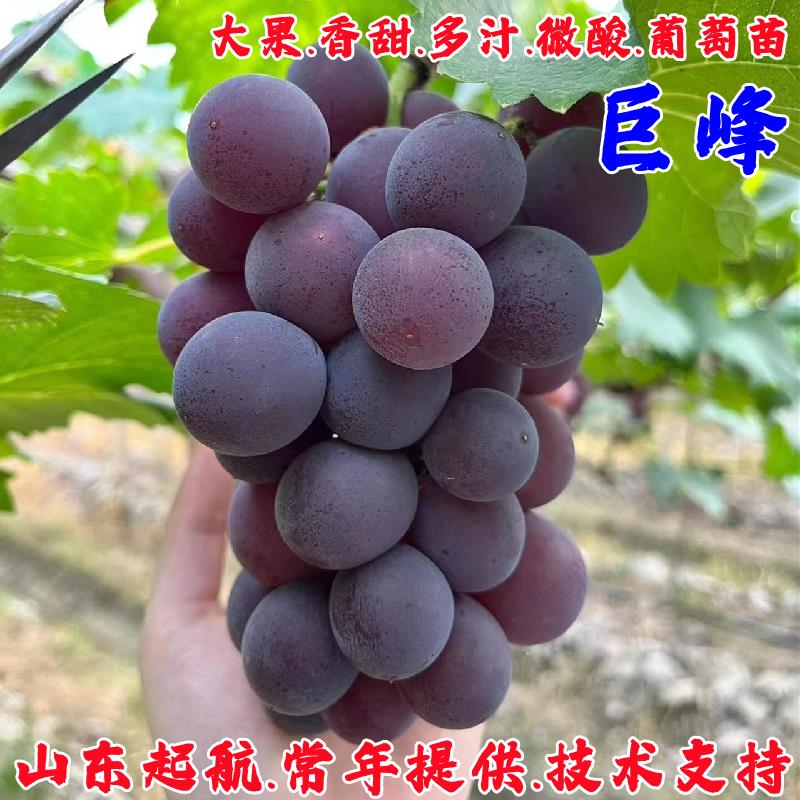 特大葡萄树苗盆栽庭院爬藤