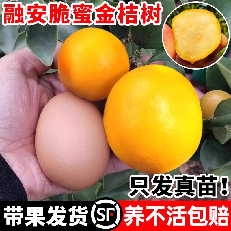 融安脆蜜金桔树苗四季广西