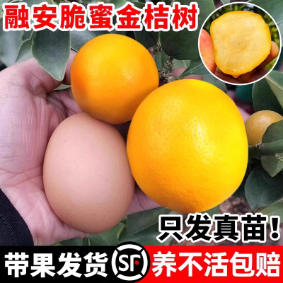 融安脆蜜金桔树苗四季广西