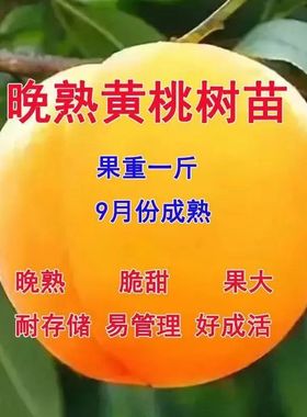 特大晚熟超甜黄桃树苗嫁接桃树果苗嫁接苗冬黄桃盆栽地栽果树苗