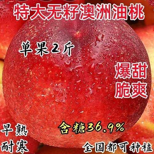 早熟新品种油桃苗特大脆甜