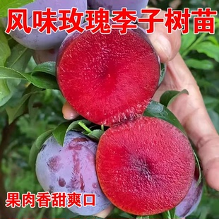 美国恐龙蛋夜玫瑰红心李子树苗嫁接血丝李子苗盆地栽南方北方种植