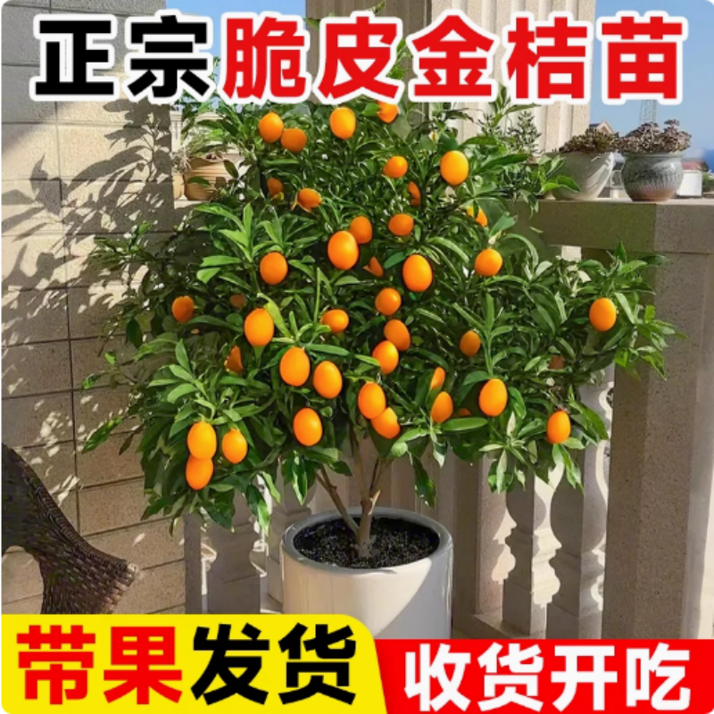 金桔树盆栽苗客厅可食用果