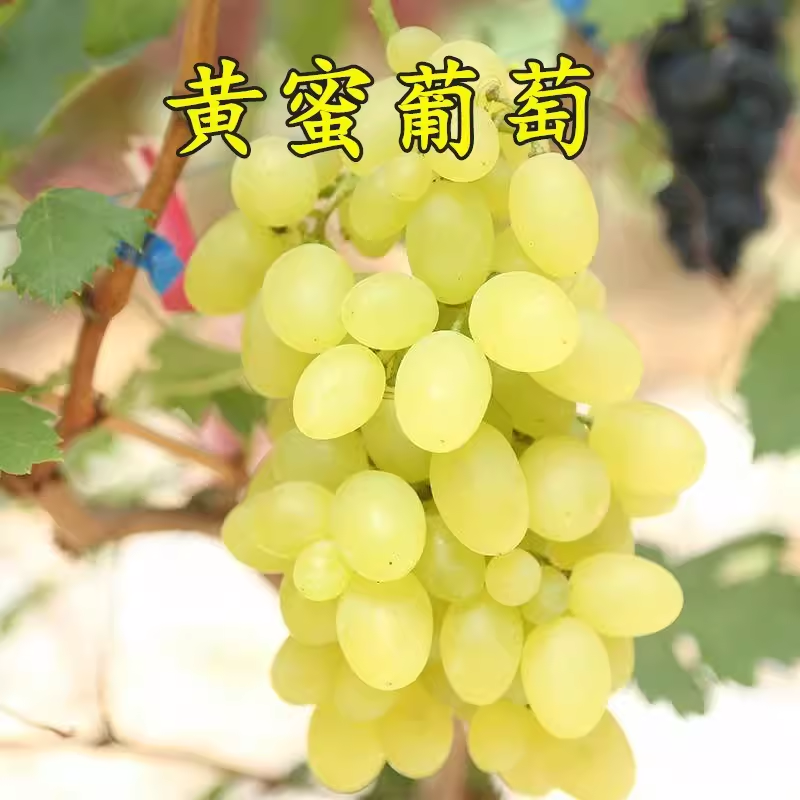 黄蜜香葡萄苗超早熟无核