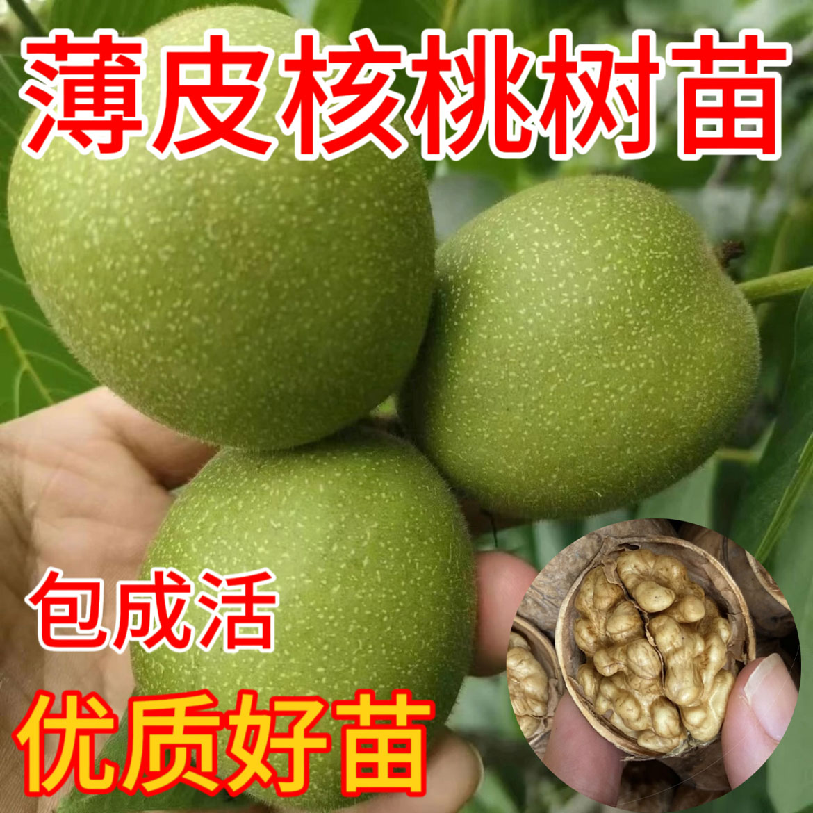 嫁接核桃树果苗文玩纸皮南