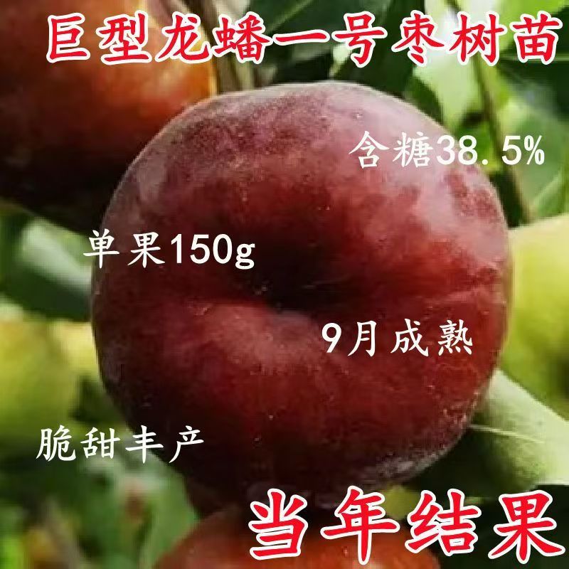 大果蟠枣树苗嫁接桃盆栽地