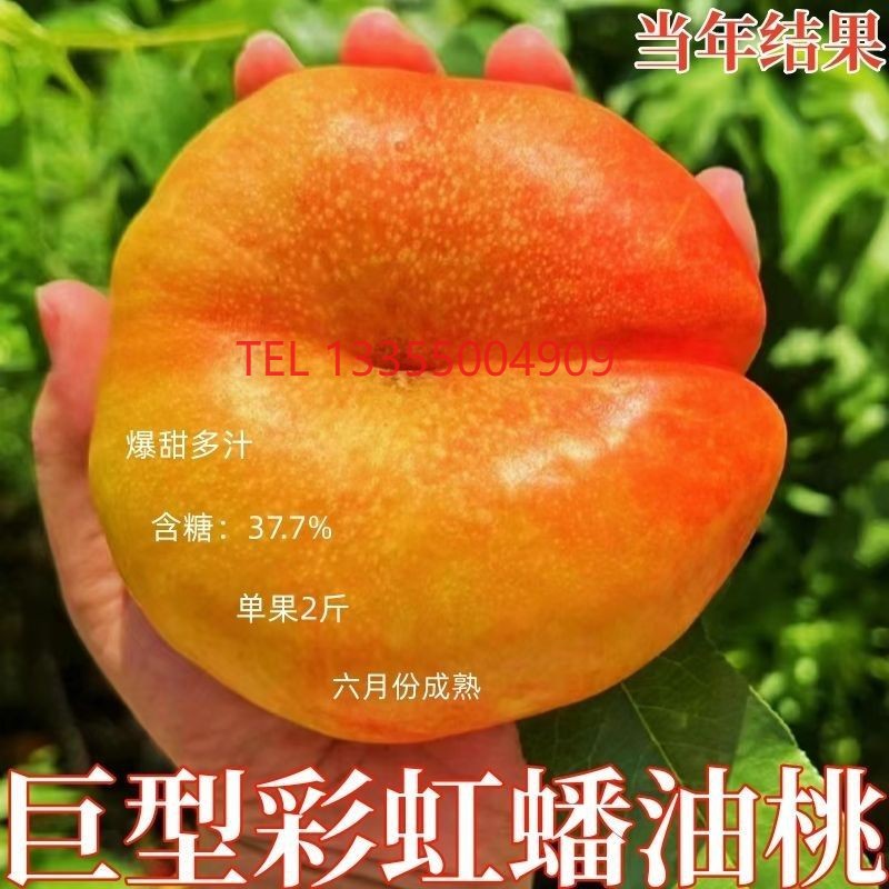 嫁接黄油蟠桃树苗新品种特