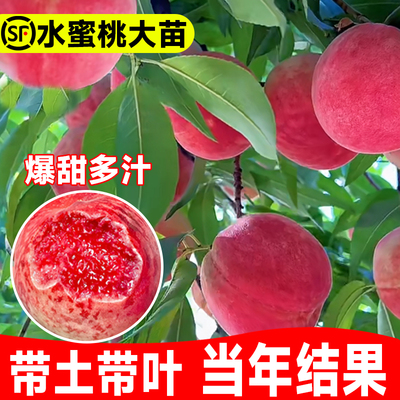 早熟水蜜桃树苗果嫁接黄苖