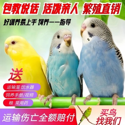 鹦鹉活鸟活物虎皮鹦鹉小鸟活体可学说话的鸟类玄凤鹦鹉活体宠物鸟