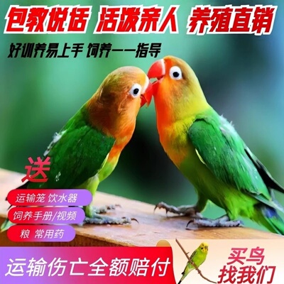 鸟活体 牡丹鹦鹉活体 宠物鸟小鸟虎皮鹦鹉可教说话的牡丹鹦鹉活体