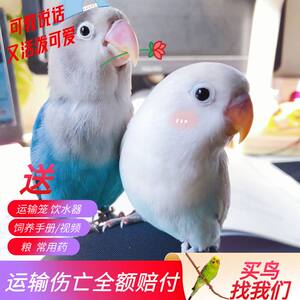 小鸟活体爱情鸟活体牡丹鹦鹉活体虎皮鹦鹉玄凤黄金丝牡丹鸟活体