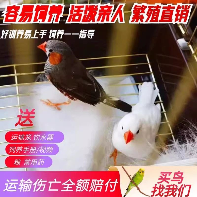 珍珠鸟活物 白珍珠灰珍珠白文鸟灰文鸟包公母宠物手养鸟