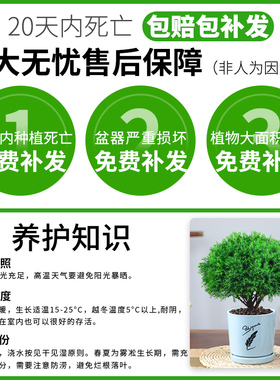 雾松盆栽植物室内四季常青绿植好养易活阳台办公室桌面绿色小盆景