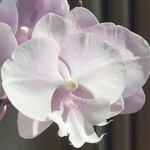 蝴蝶兰【超群蜜雪】3.0寸杯不带花剑