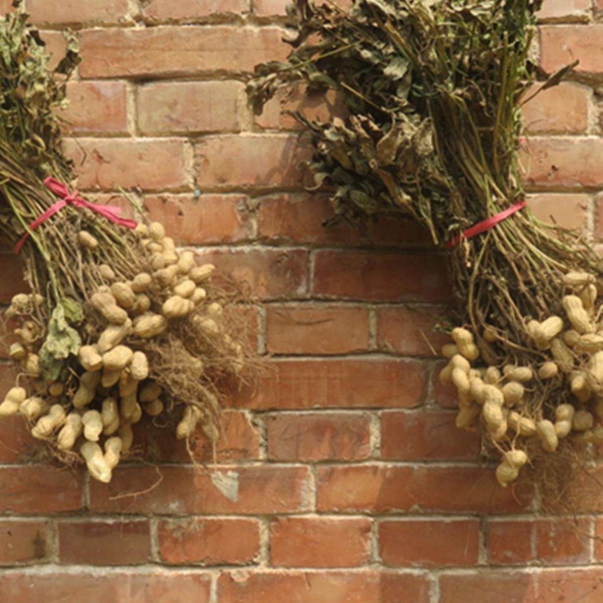 花生秧农作物装饰花生秸秆农家乐丰收节挂件五谷丰登粮食活动道具
