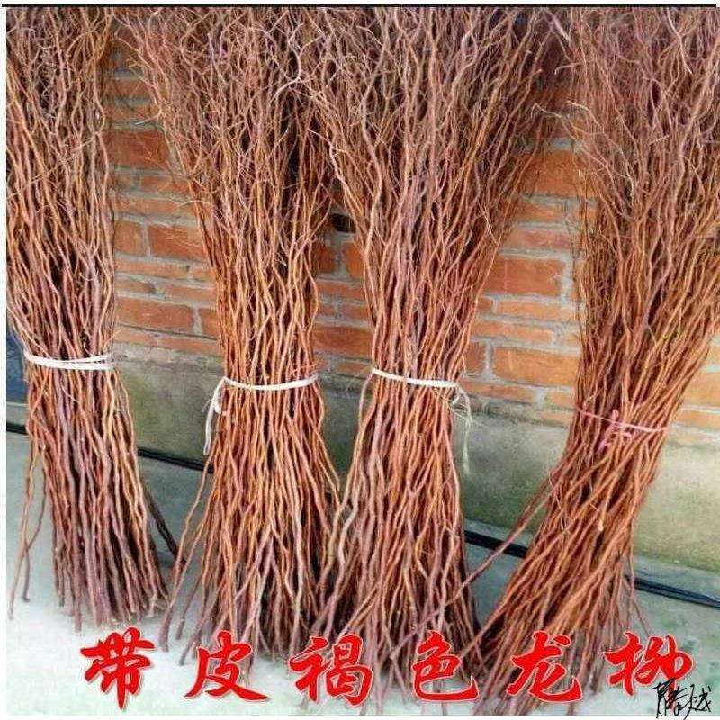龙柳树枝家居装饰干花龙须柳自然摆设艺术干枝拍摄道具枝曲柳