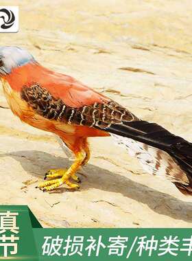 仿真红隼羽毛工艺品创意橱窗装饰摄影道具红隼摆件仿真动物模型