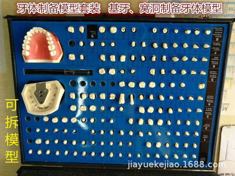 牙体制备模型 型号：YJ/G14，牙齿模型