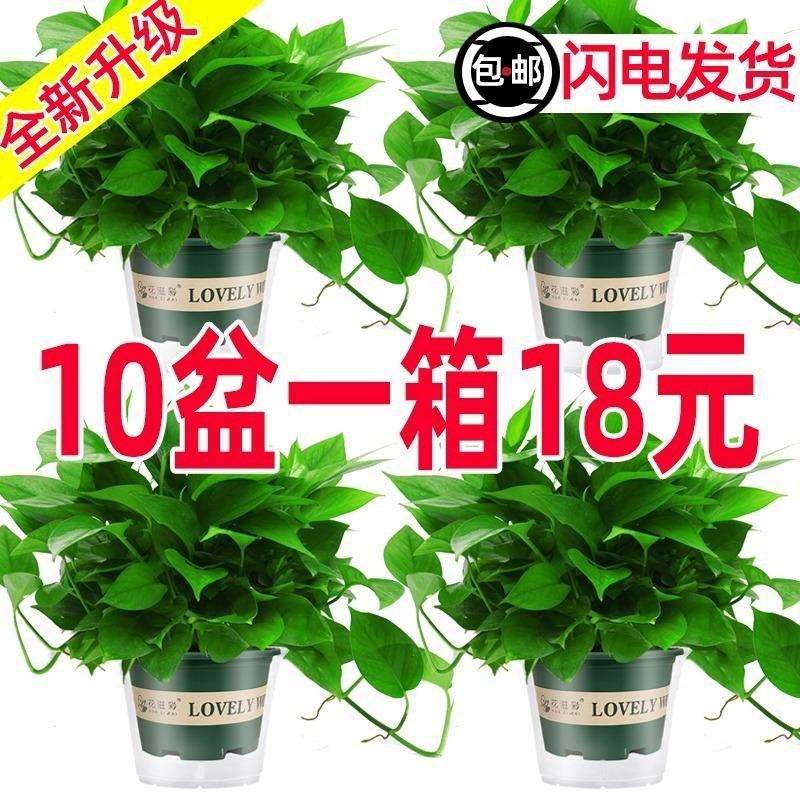 绿萝盆栽室内好养吸除甲醛净化空气水培植物绿植花卉绿箩