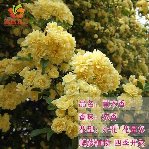 月季花红木香白木香黄粉爬藤植物藤本花卉庭院露台耐寒花苗盆栽