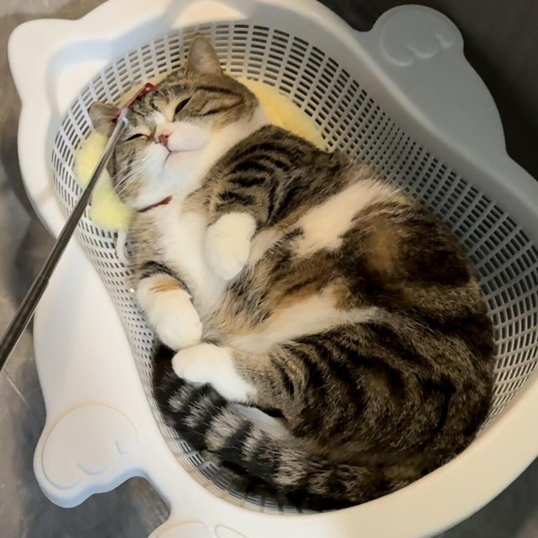夏季透气降温加厚PP猫窝可水洗