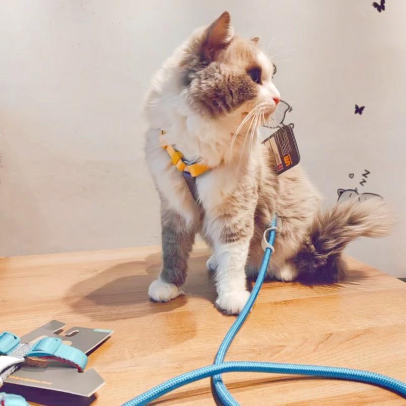 新款直销宠物用品新款溜猫绳撞色工字胸背猫牵引绳舒适防挣脱现货