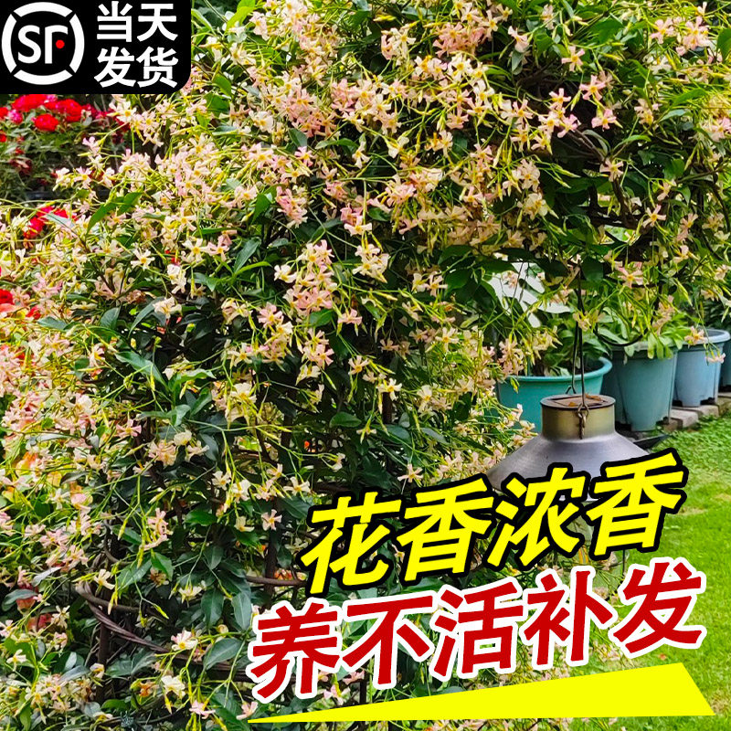 粉色风车茉莉老桩爬藤特大苗室外庭院阳台好养活耐寒四季开花花卉