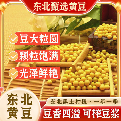 本地农家非转基因豆浆专用黄豆