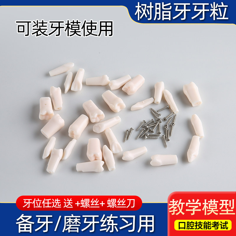 开髓树脂牙全口备牙离体牙牙齿模型口腔教学练习牙粒牙科练习材料