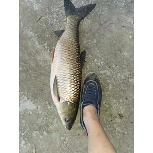 采食宝水产诱食剂野钓黑坑添加酒米谷麦玉米小麦窝料饵料