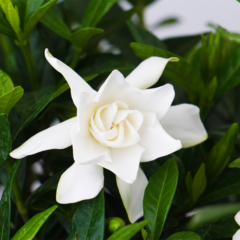 包邮栀子花盆栽带花苞四季花卉盆栽植物室内观花植物枝枝花好养花
