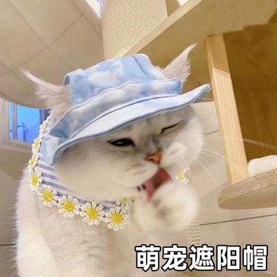 猫咪帽子夏天遮阳宠物露耳朵银渐层德文猫布偶头饰狗狗外出太阳帽