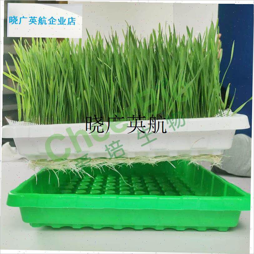 水培育苗盘芽苗菜m种植蔬菜蔬果食品级PP材质优质果盘沥水盘l