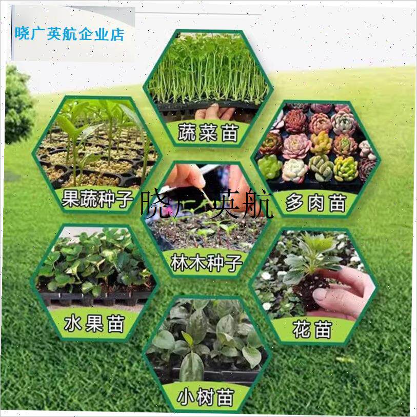 育苗盘50穴盘托 托盘西瓜玉米秧苗盘7K2孔辣椒盘蔬菜盒加厚秧苗l
