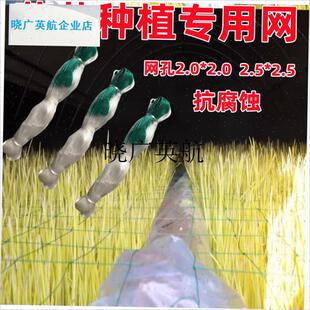 蒜黄专用网种植神器室内大棚韭菜防倒伏定植方格网定.型扶芹菜新l