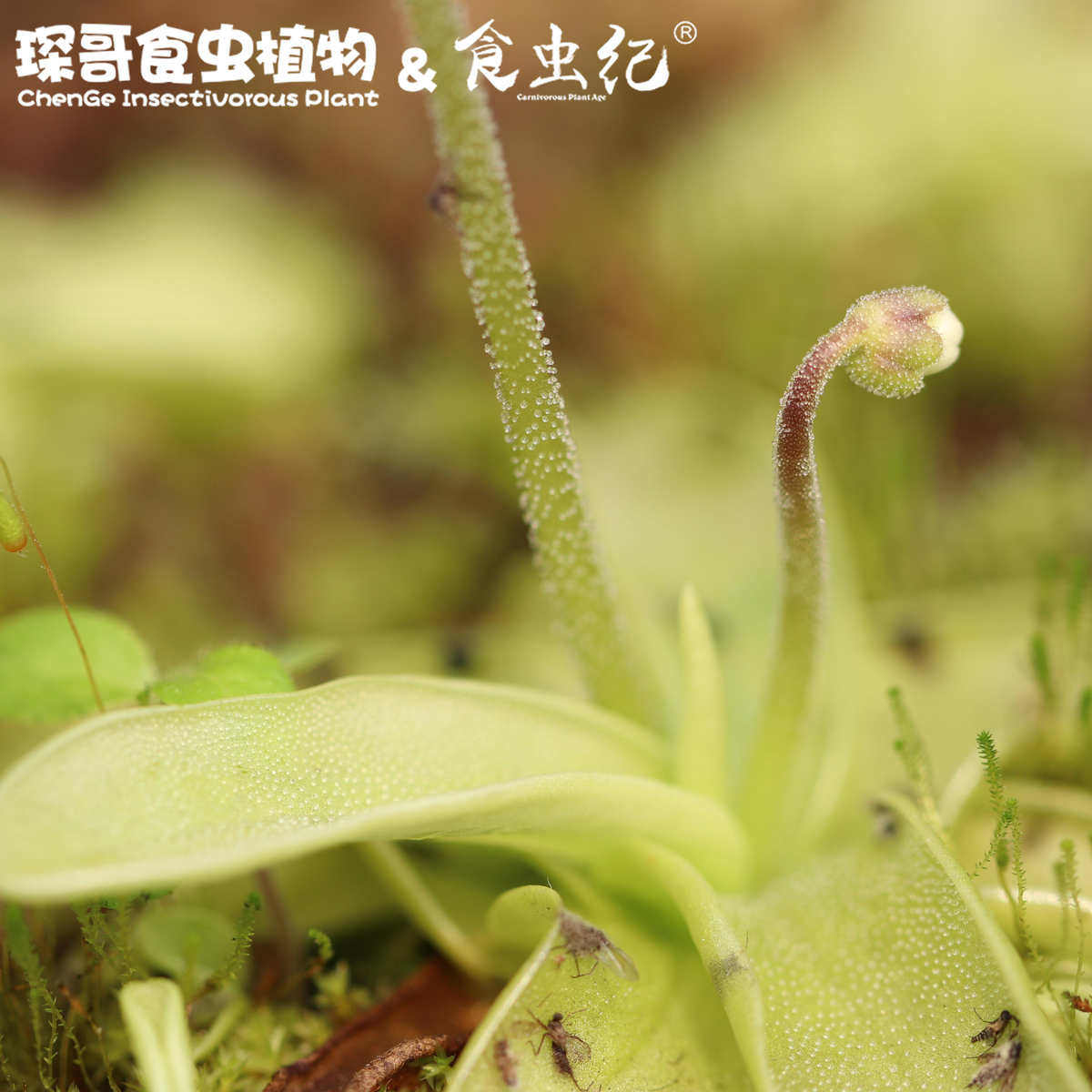 樱叶捕虫堇重瓣 食虫纪捕蝇草盆栽驱蚊草室内喜阴猪笼草四季常青