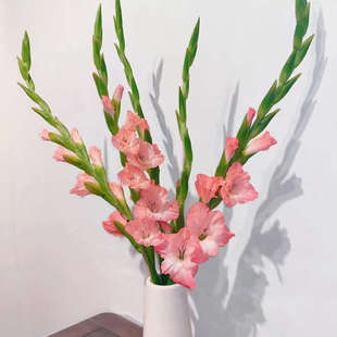 鲜切花剑兰鲜花云南直发唐菖蒲插花十样锦花束水培兰花紫色花卉