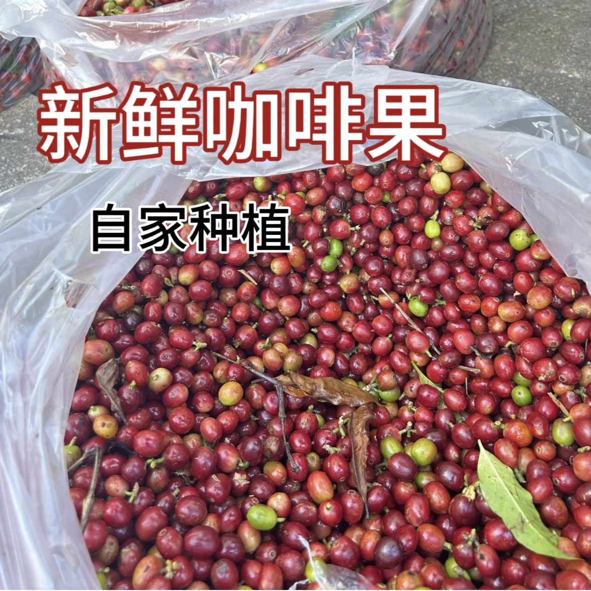 云南普洱小粒咖啡果普洱咖啡果精品鲜果