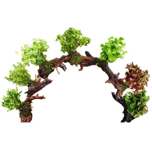 极速凤尾虎耳小对叶红波定植懒人水草鱼缸造O景小水榕瓦利斯榕巴