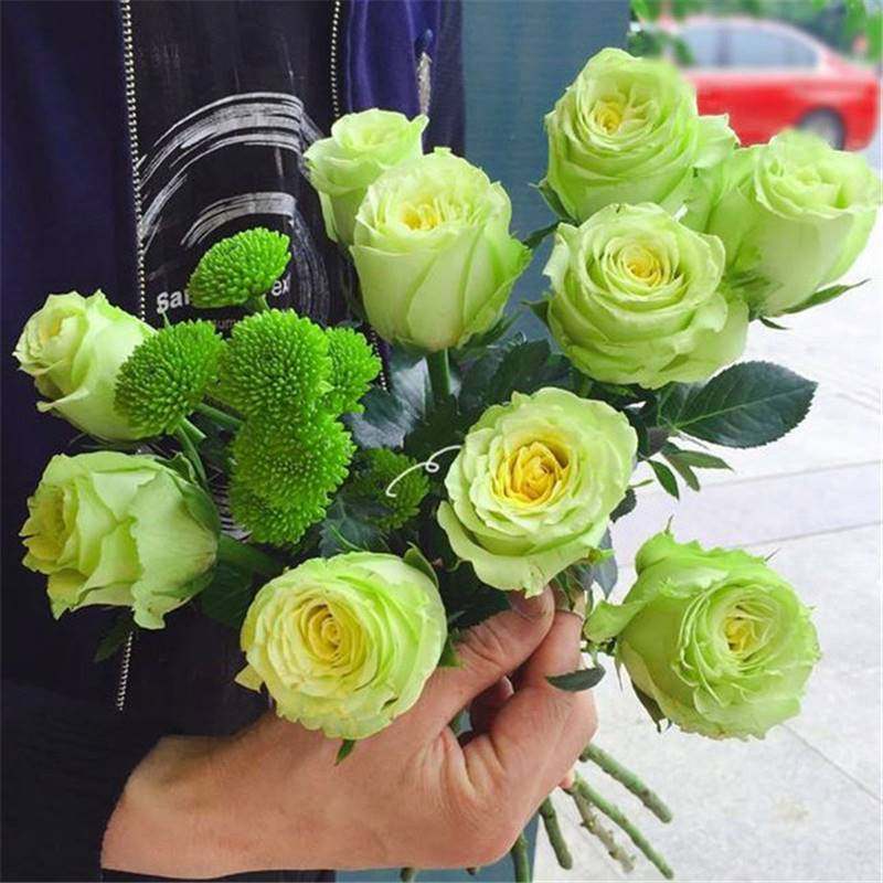 极速绿色系切花k月季苗灌木阳台庭院花卉盆栽观花植物