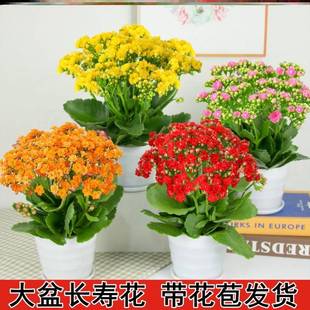 极速冬天开花植物抗冻耐寒绿植北方室外不怕冷Q的花耐冻热花卉室