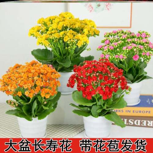 极速冬天开花植物抗冻耐寒绿植北方室外不怕冷Q的花耐冻热花卉室